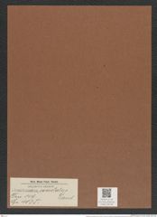 Chaetoceros coarctatus Land. (de-Toni-Nr.: Genus 149, Species 4135) Zeichnungen Sammlung Grunow Mappe 04138 (Herbarium_W_Grunow_drawings_Folder_04138)